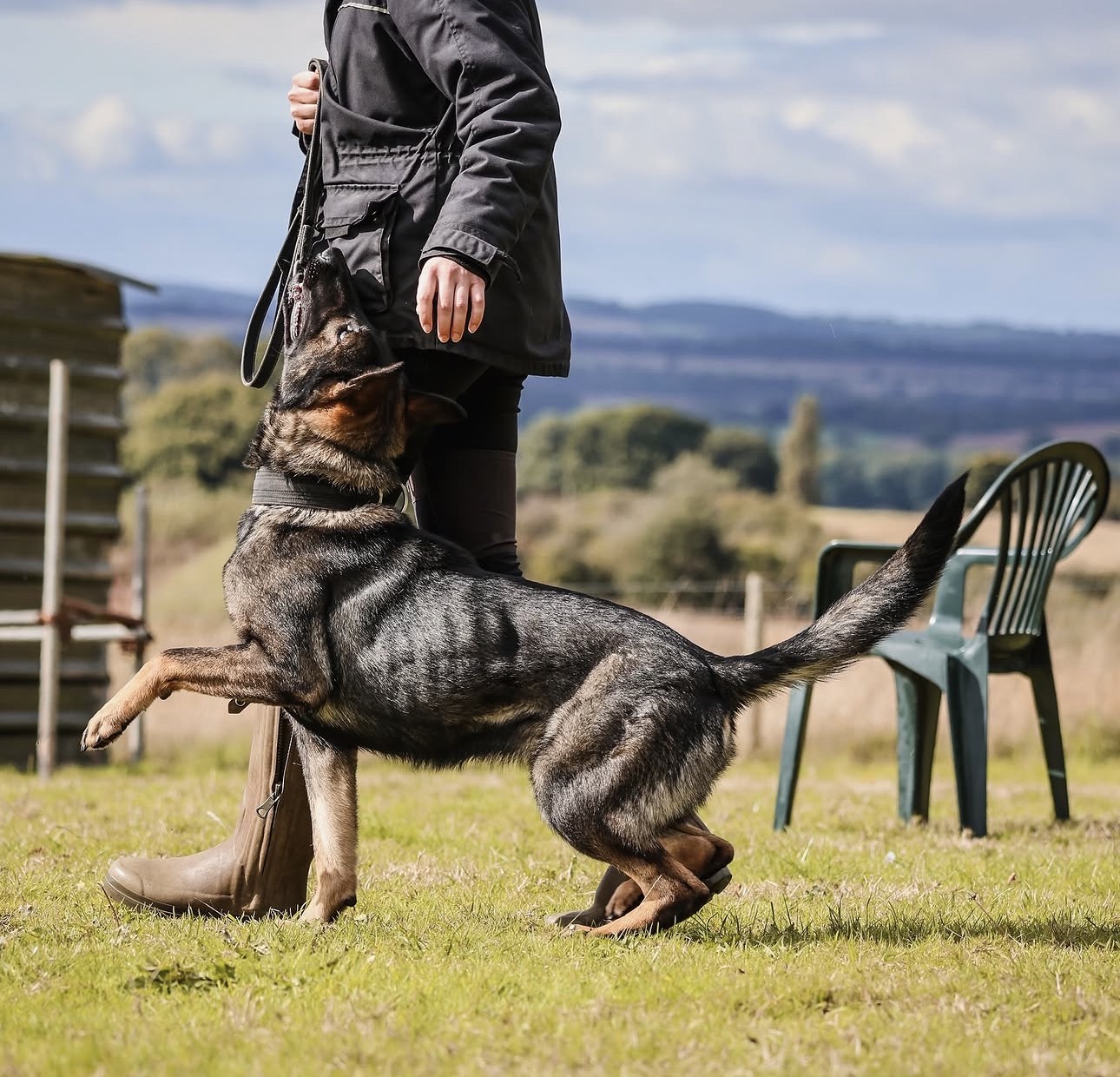 Handler and working dog in precision heelwork
